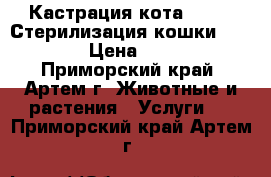 Кастрация кота - 750. Стерилизация кошки - 2000. › Цена ­ 2 000 - Приморский край, Артем г. Животные и растения » Услуги   . Приморский край,Артем г.
